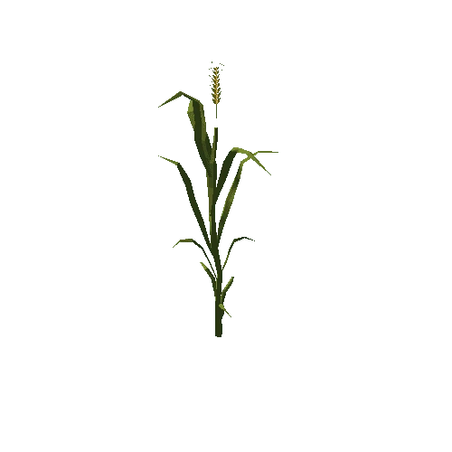 Wheat Plant Tall